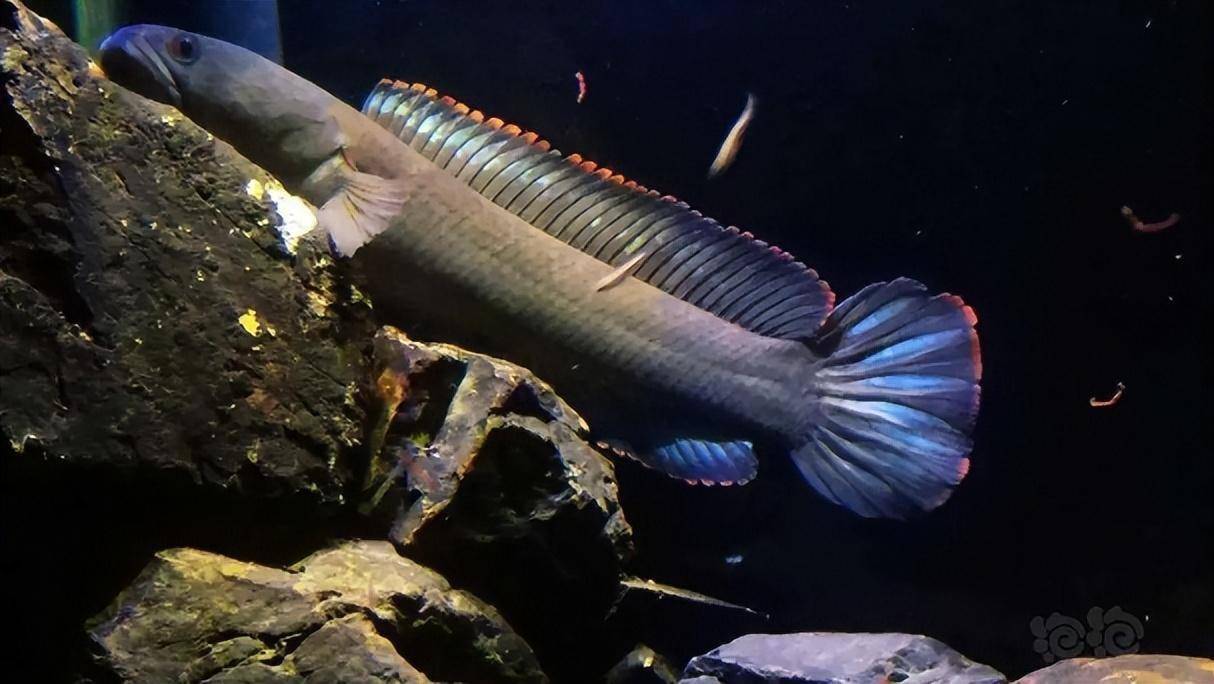 不当混养导致龙鱼炸鳞,雷龙跳缸误以为白点打粉,这些问题要注意_体表