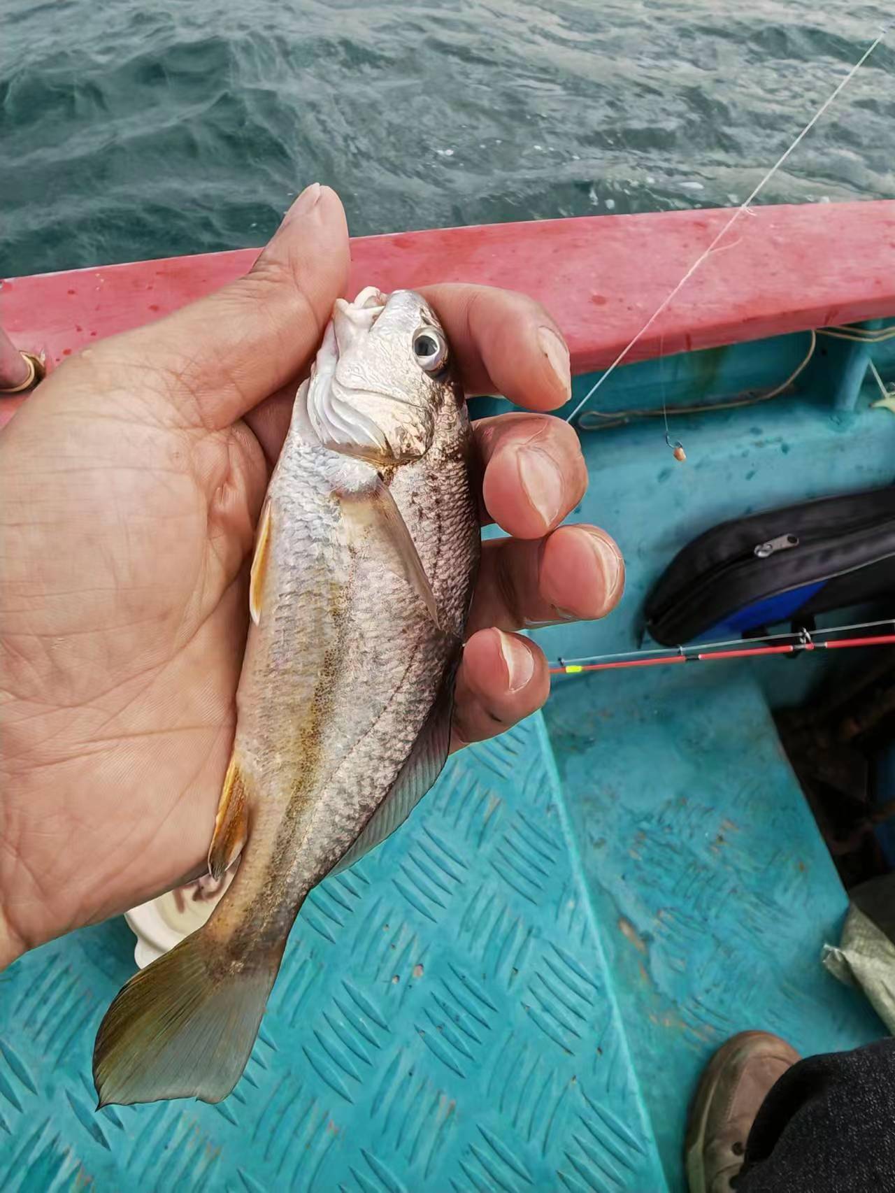 终于打中花滑一条,三四两大小,赶紧把这鱼收进冰箱里压箱底,希望这是