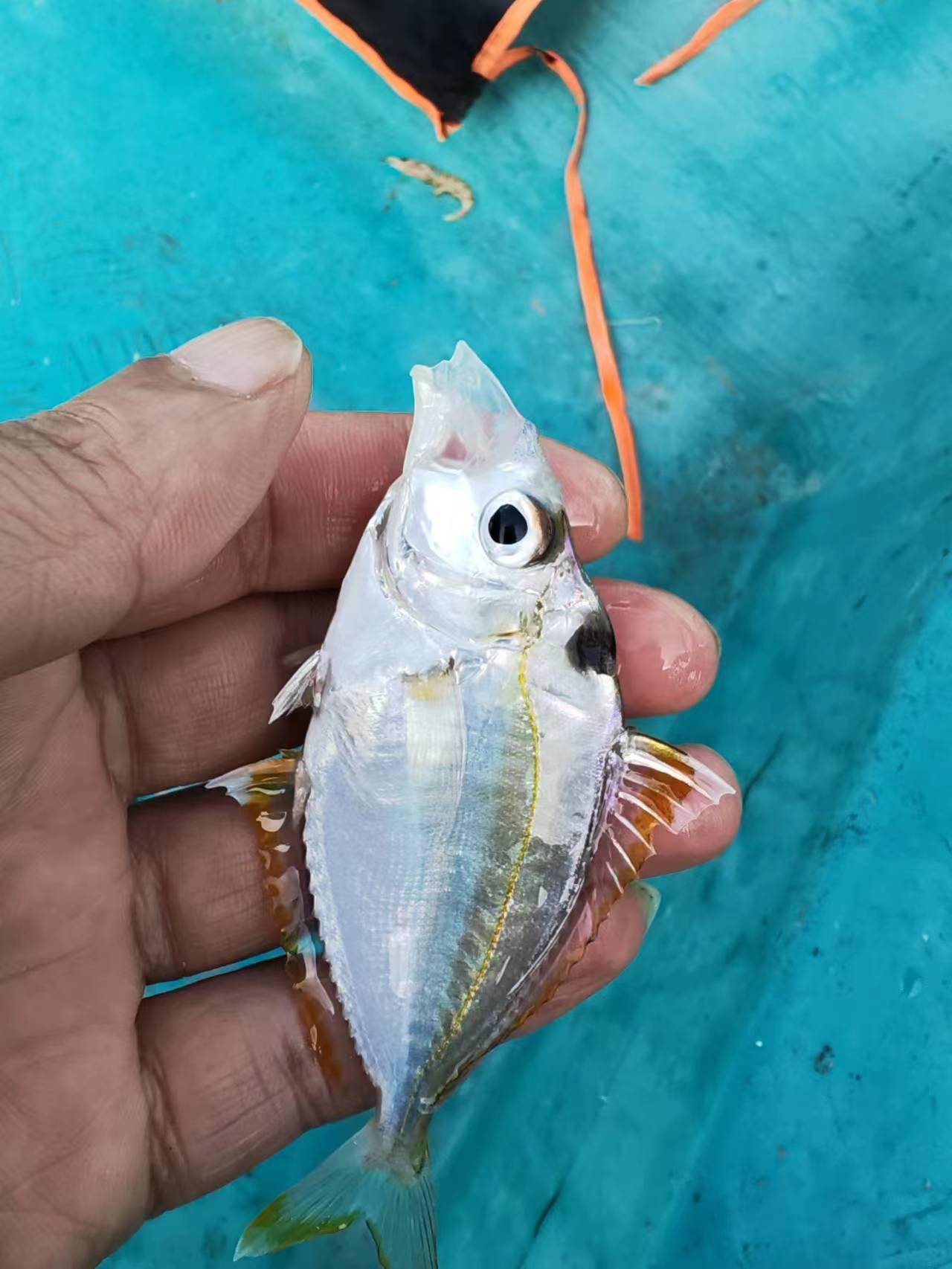 2023首钓,大亚湾难觅花滑_船家_目标_杨梅坑