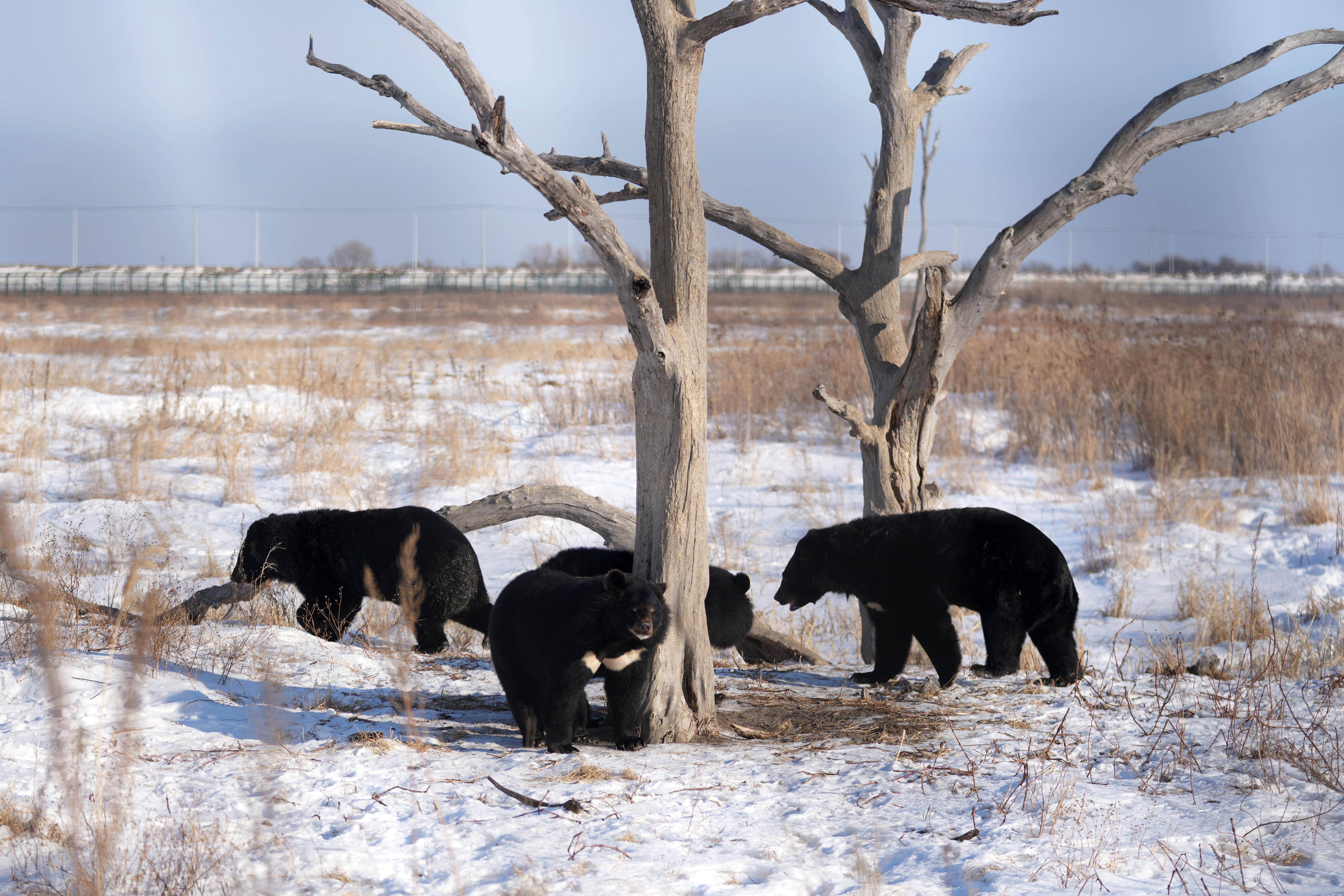 摄探秘野熊园位于华夏东极黑龙江省抚远市,该野熊园以保护黑熊