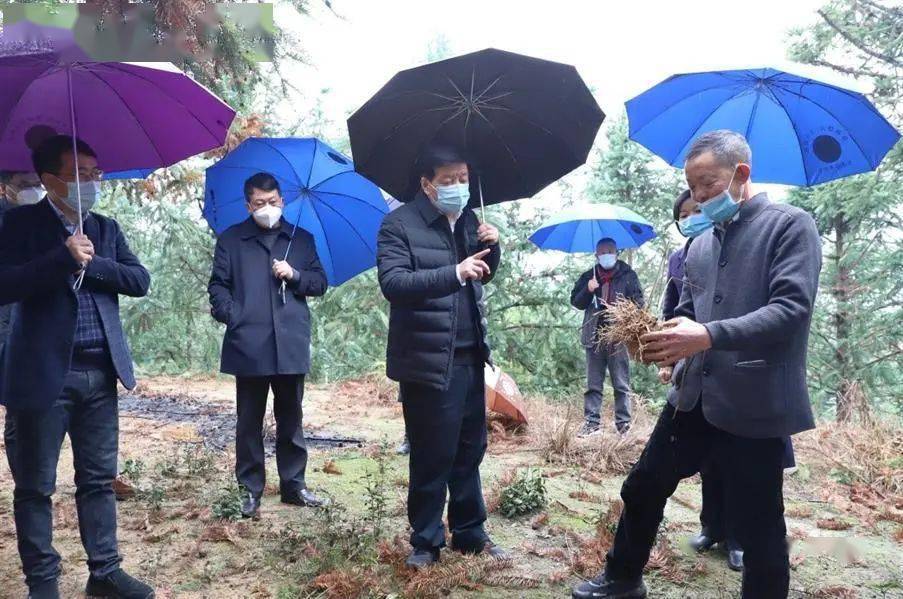 丽水市副市长叶伯军来龙泉开展"大走访大调研大服务大解题"活动_发展