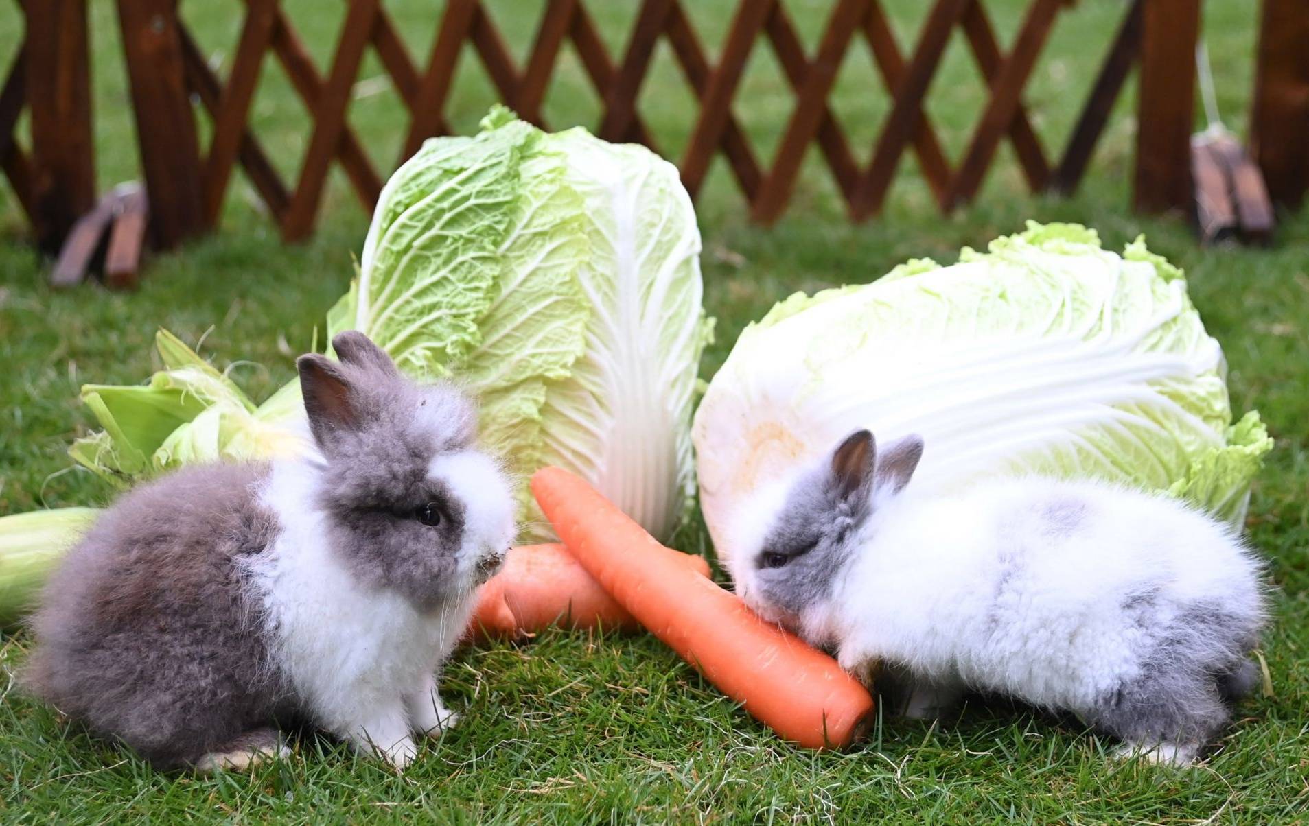 多种兔入驻深圳野生动物园迎兔年_游客_新闻网_贺新春