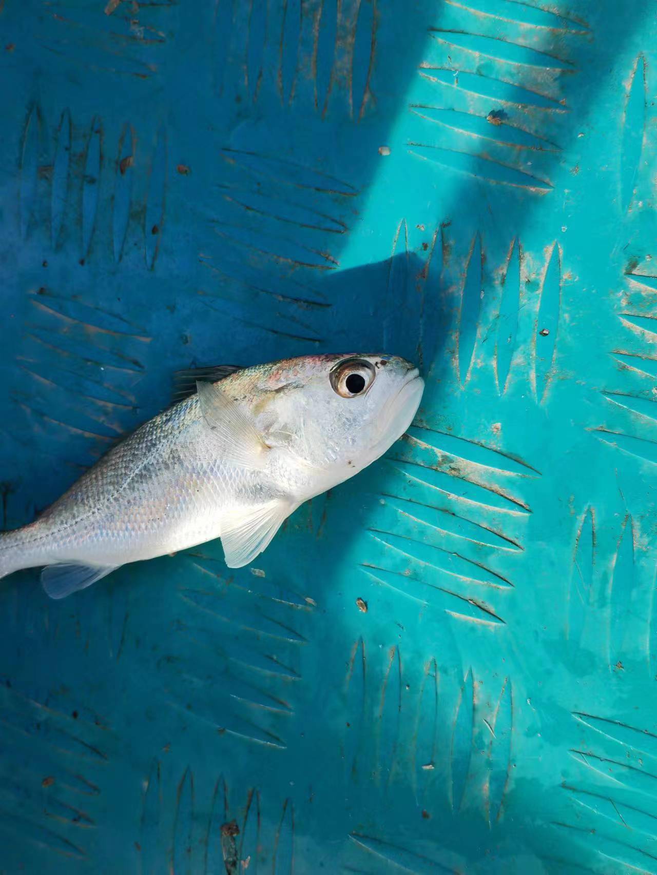 这里白滑不少,虽不是目标鱼,但有鱼钓就知足啦.滑仔来了.