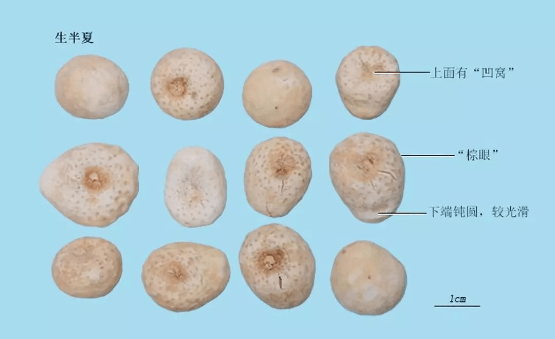 【用法用量】煎服,3-10g,一般宜制过用,制半夏有姜半夏,法半夏等,姜