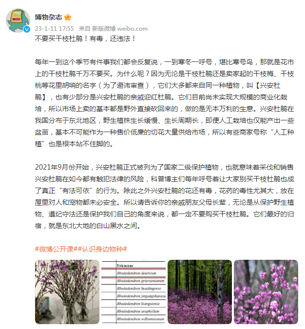 "_杜鹃_兴安_干枝