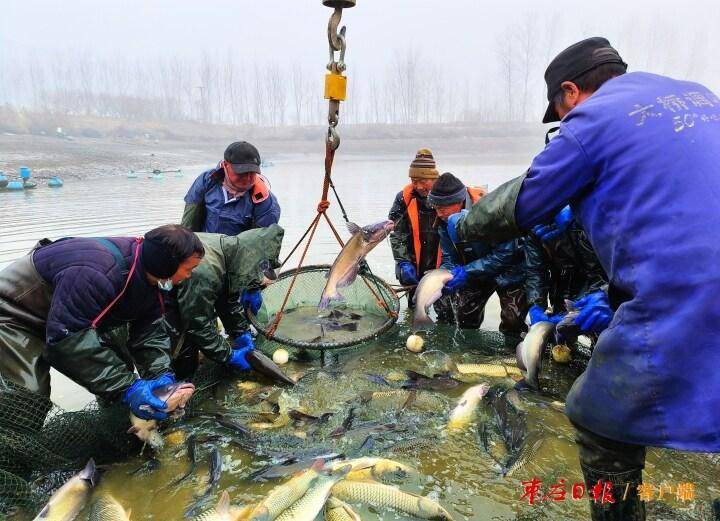 生态鱼塘冬捕迎新年