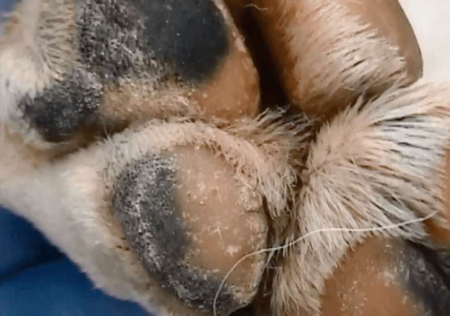 犬瘟热病毒感染10大全面最新诊疗总结_免疫_诊断_症状