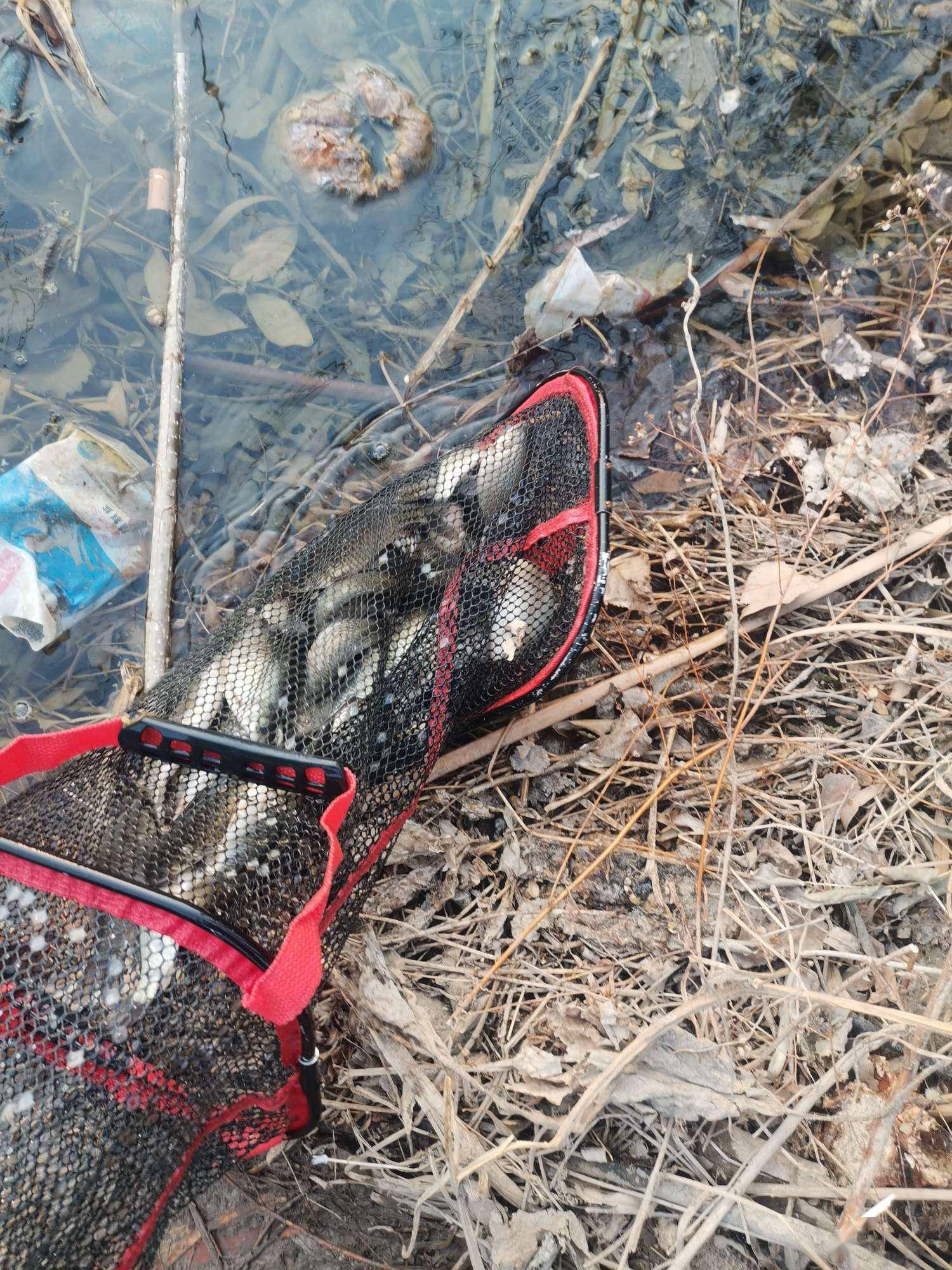 野鲫鱼爆盆!_朱官村_连杆_蒲草