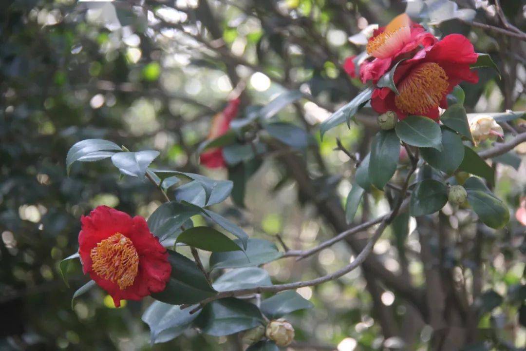 熊谷(中部)如今,熊谷茶花在日本的关西,熊本或中部有许多类似的浦种