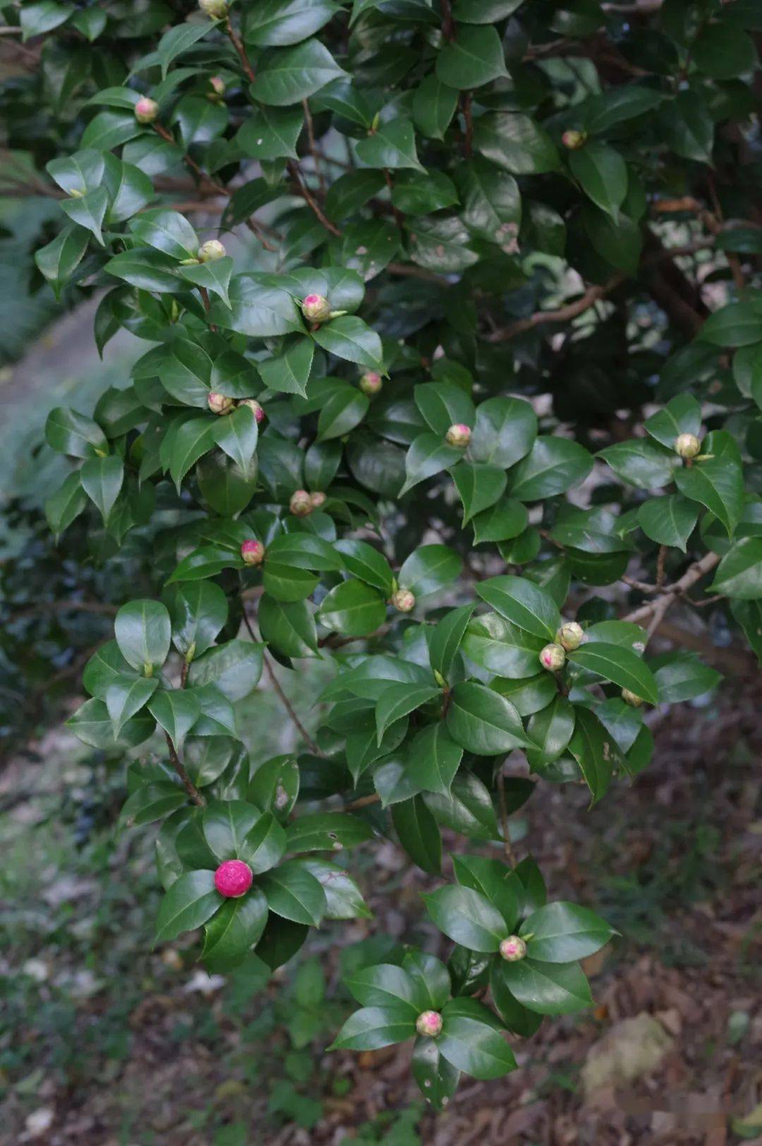 中国茶花和异域山茶,你更钟情谁?_熊谷_品种_花瓣