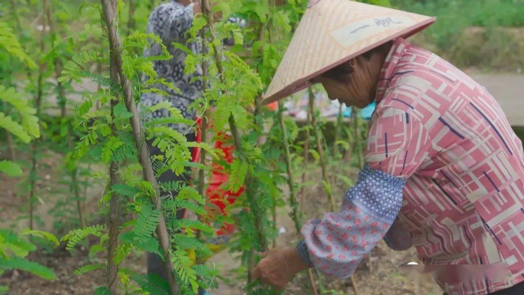 小小鸡骨草,开拓致富路_里湖镇_种植_麻园村