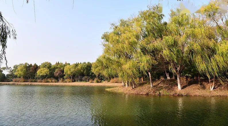 大縱湖溼地公園,看一眼就想去的旅遊景區(4)_迷宮_蘆葦_棧道