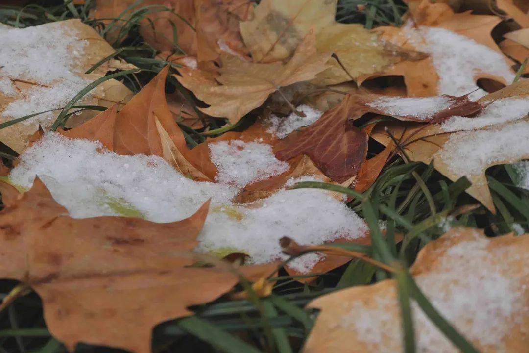 無聲 亦潔白不染如雪一般方有初心不改的堅守走過歲月的蒼茫未若柳絮