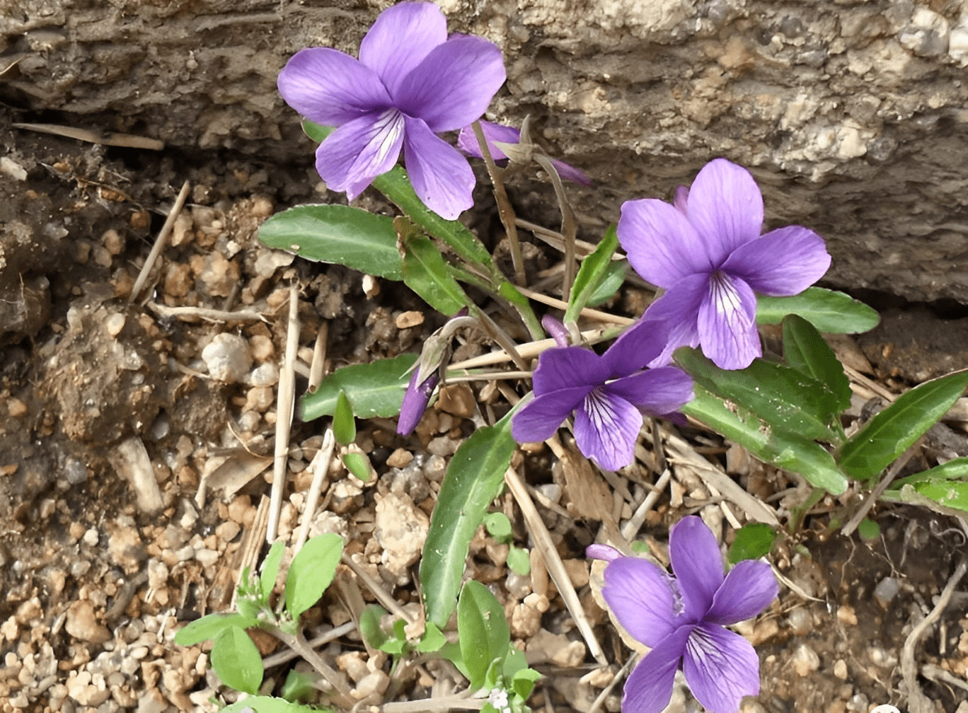 俗话叫"消肿草",过去是野花,如今成了草中金子,不能再忽视它_植物