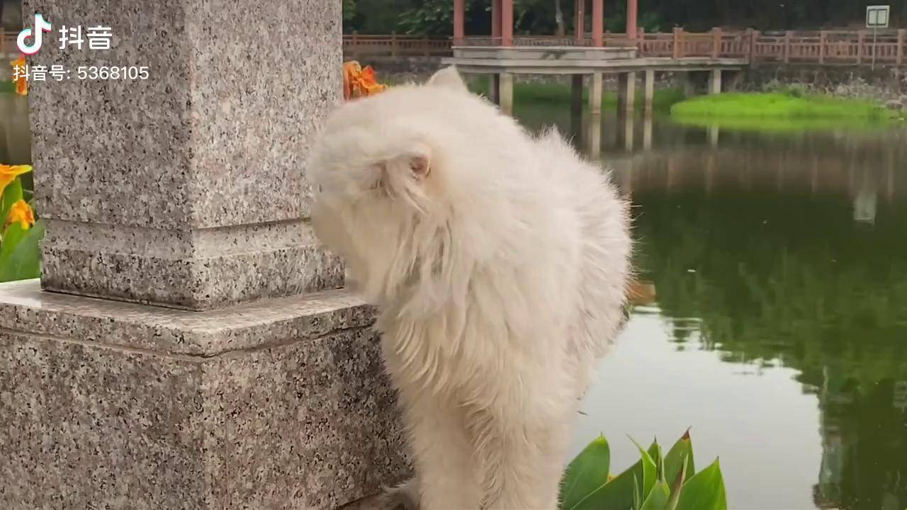 网红猫小白 马骝仔摄影 马骝仔 外公与小白