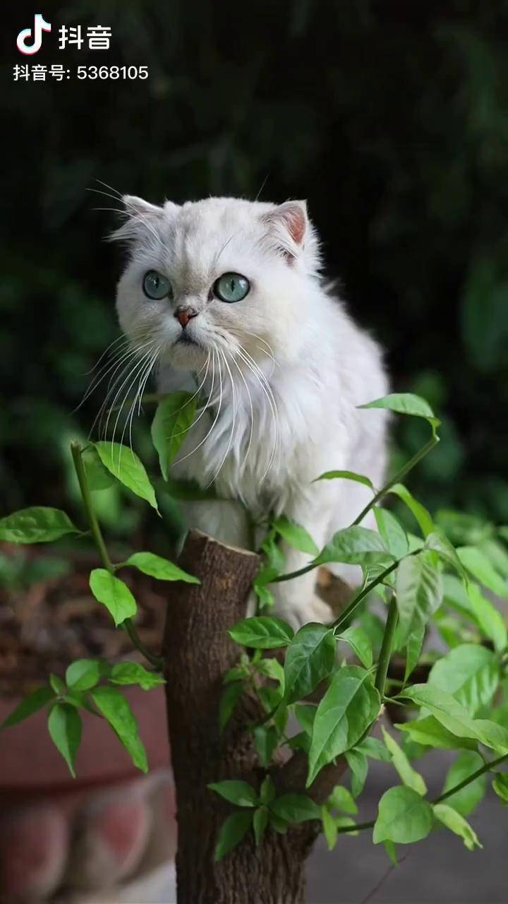 猫咪说话真搞笑马骝仔摄影 网红猫小白 马骝仔 外公与小白