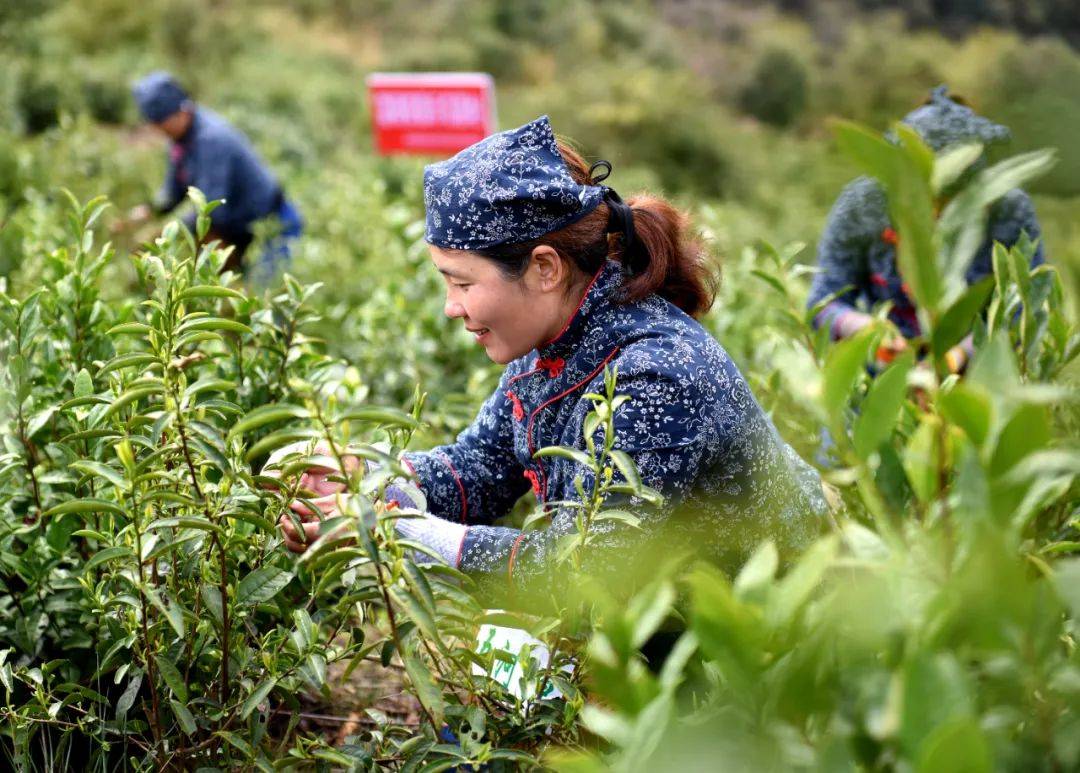 半月谈丨绿水青山该若何释放绿色盈利？