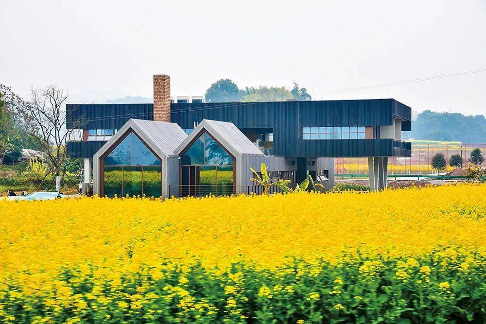 我愿意住在乡下,因为有诗意的江小白金色黄庄_大地_油菜花_生活