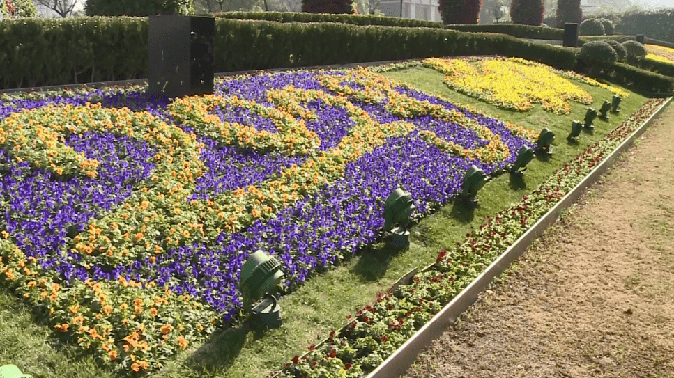 情人节路边花坛图片