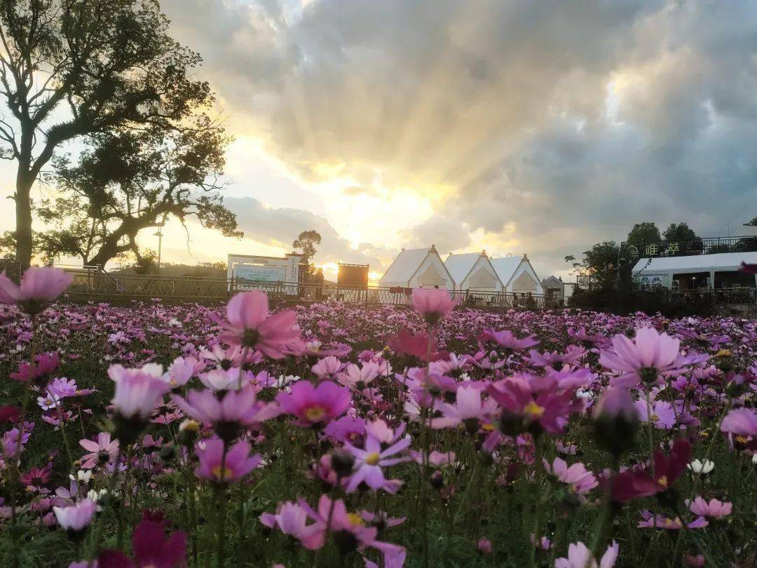 韶关超多花海惊艳上线,好几处在近郊!
