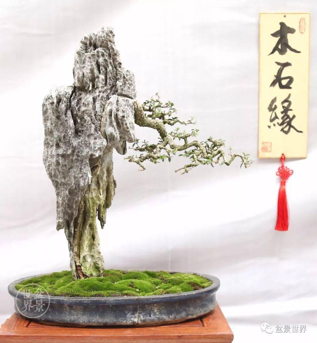 【砚外之艺】 云头雨脚美人腰—盆景欣赏_作品_黄就成_伍宜孙