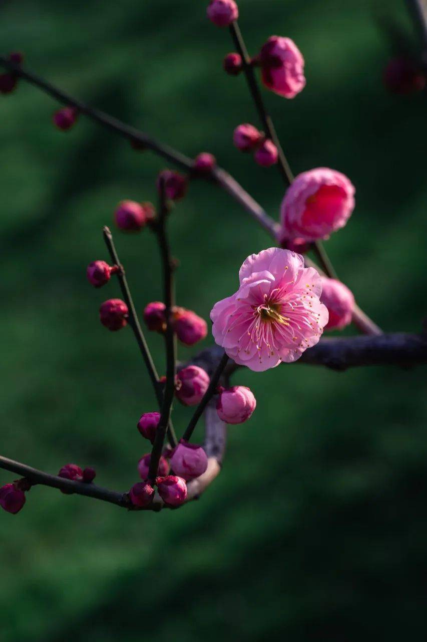 梅花的花期图片