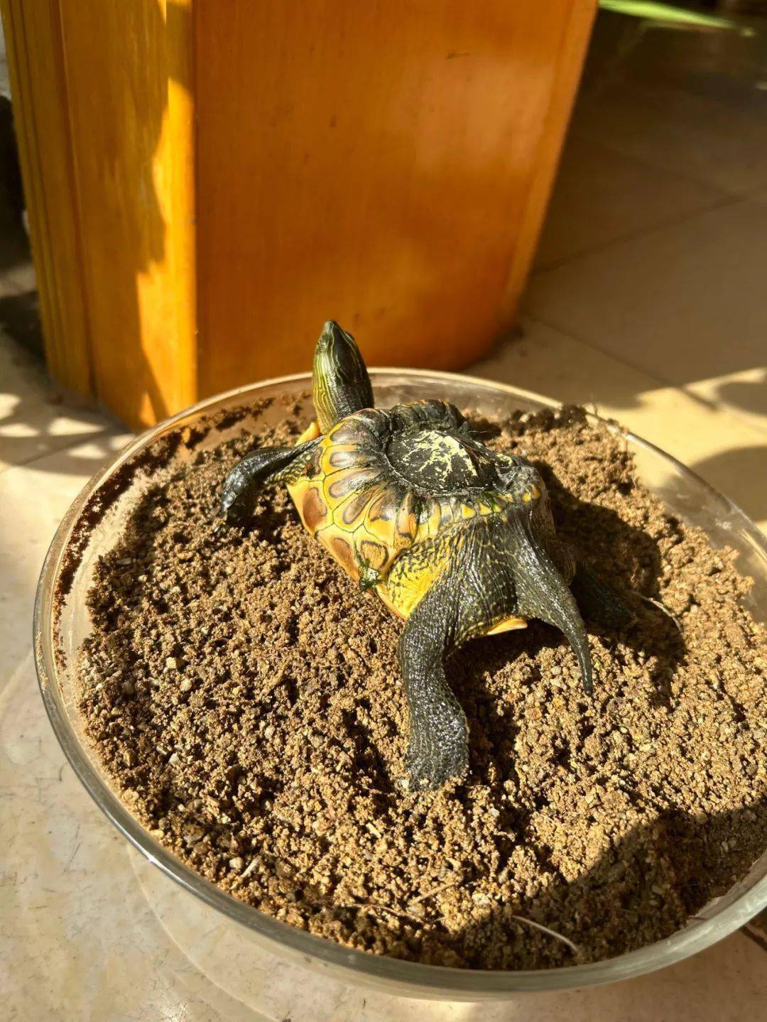 如果有粉丝知道这只小乌龟的品种评论区留言撰稿丨未羽编辑丨子非鱼1
