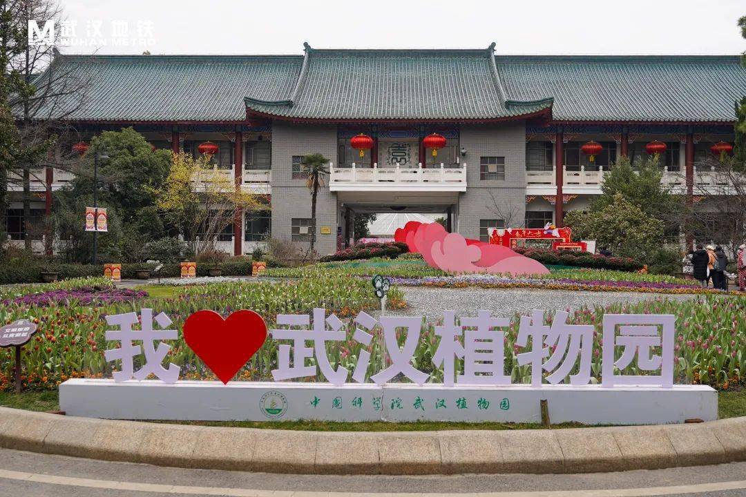 武汉植物园的腊梅主要分布在三峡植物区附近,园区内沿河两岸种植着30