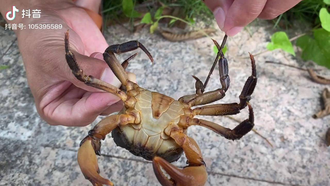 寄生虫你见过吗?把山螃蟹放入白醋中,看到这些寄生虫真后怕