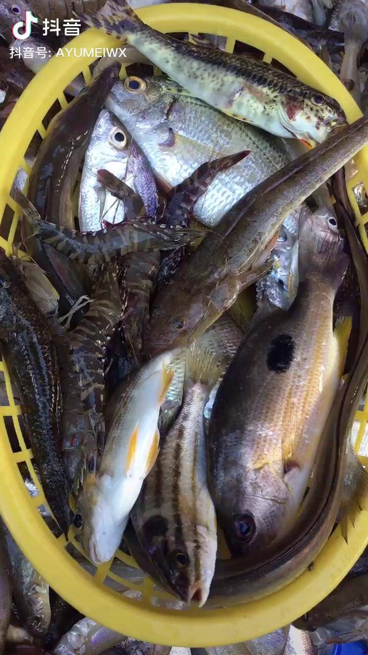 新鲜上岸的生猛杂鱼,有没有想吃的野生海鲜 杂鱼