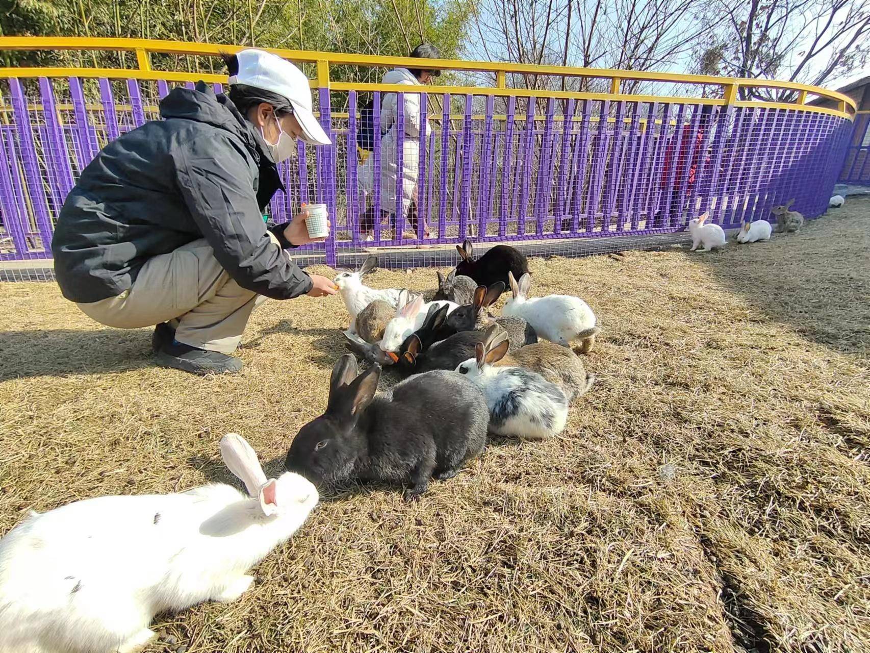 动物园新添萌兔乐园 百兔争春萌化游客心_兔子_宠物_科普