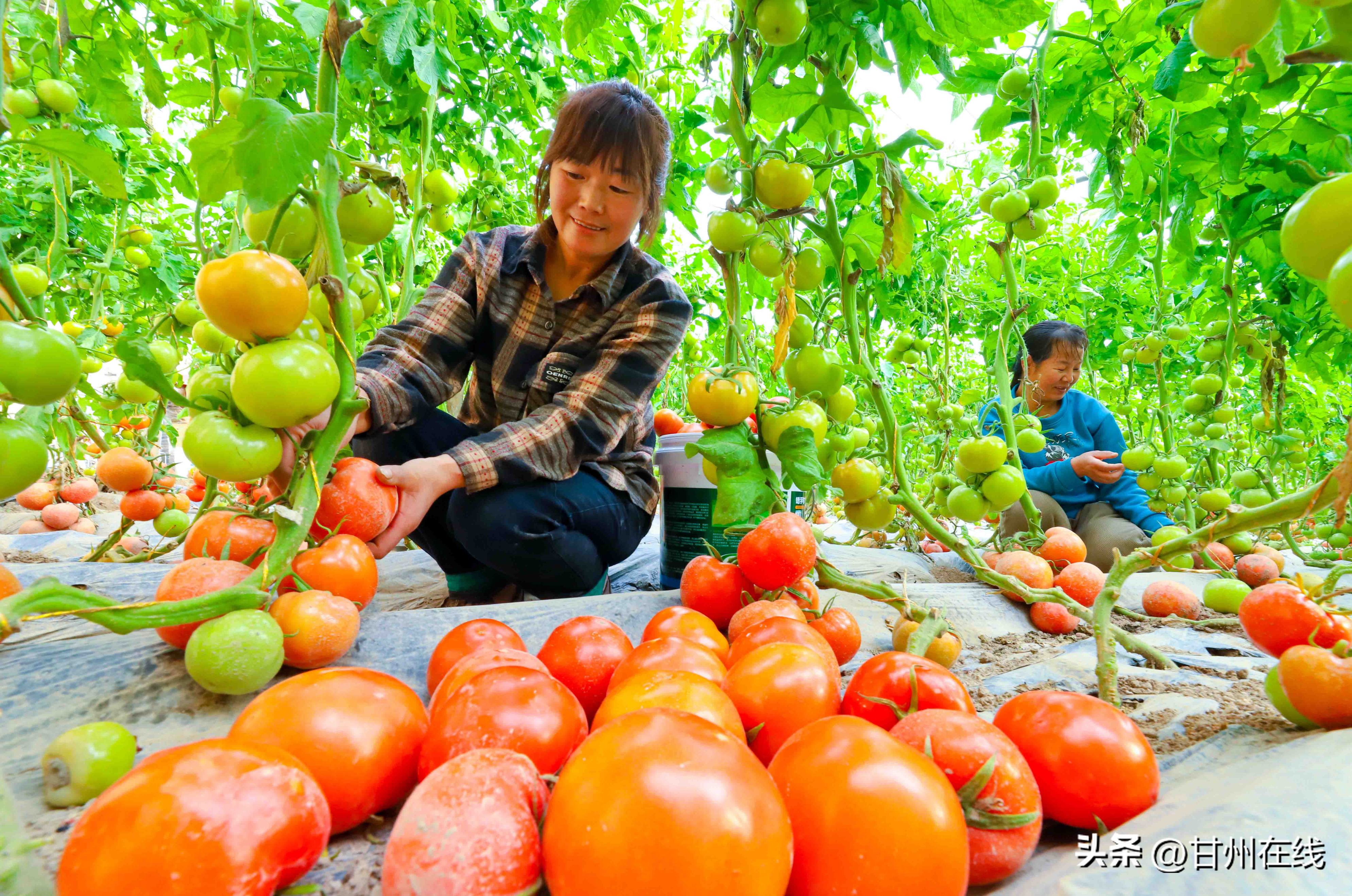 种植户们正忙着采摘