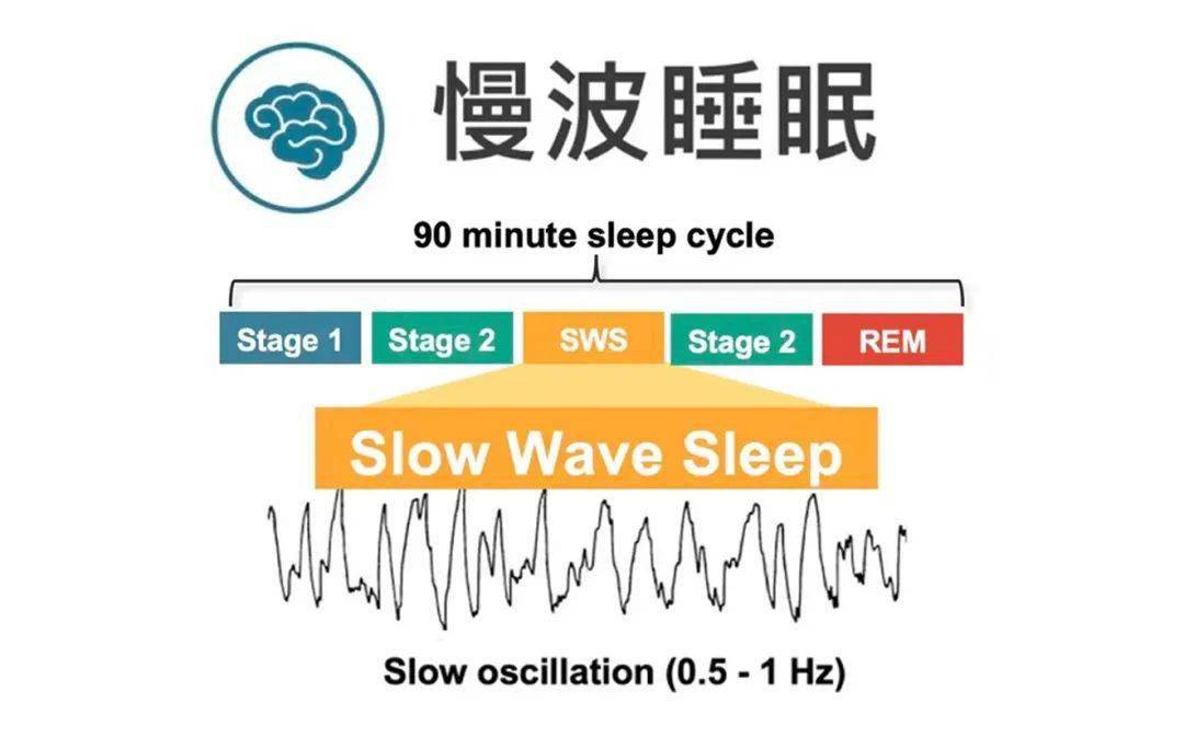 如果你没有得到足够的慢波睡眠,——那么你就没有很好地清除那些大脑