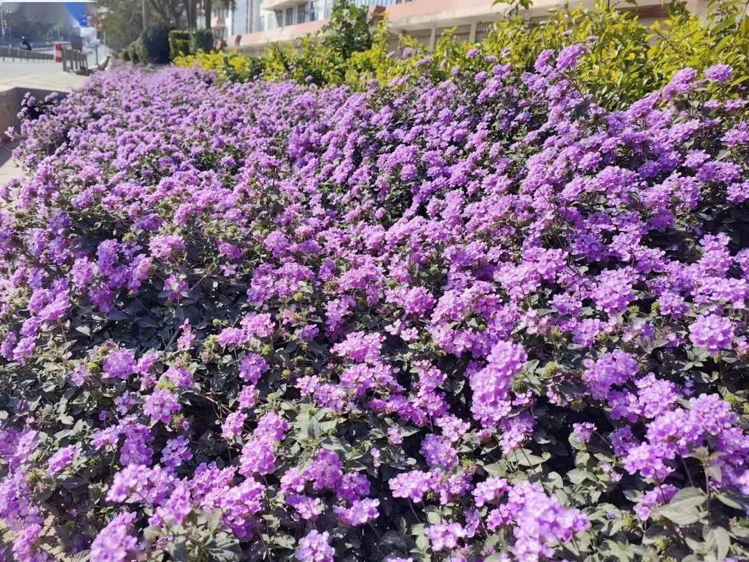 路边绿化带紫色的花图片