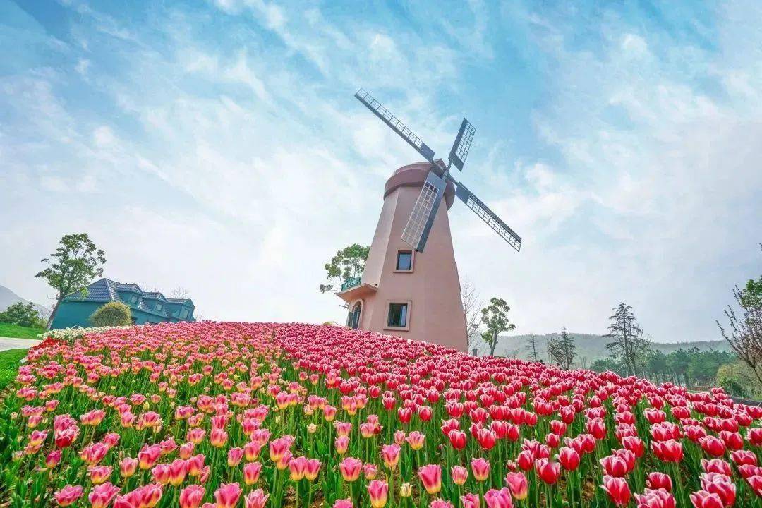 【刷季卡免门票】花谷奇缘丨2023一起拍出花海大片!_旅游_郁金香_色彩