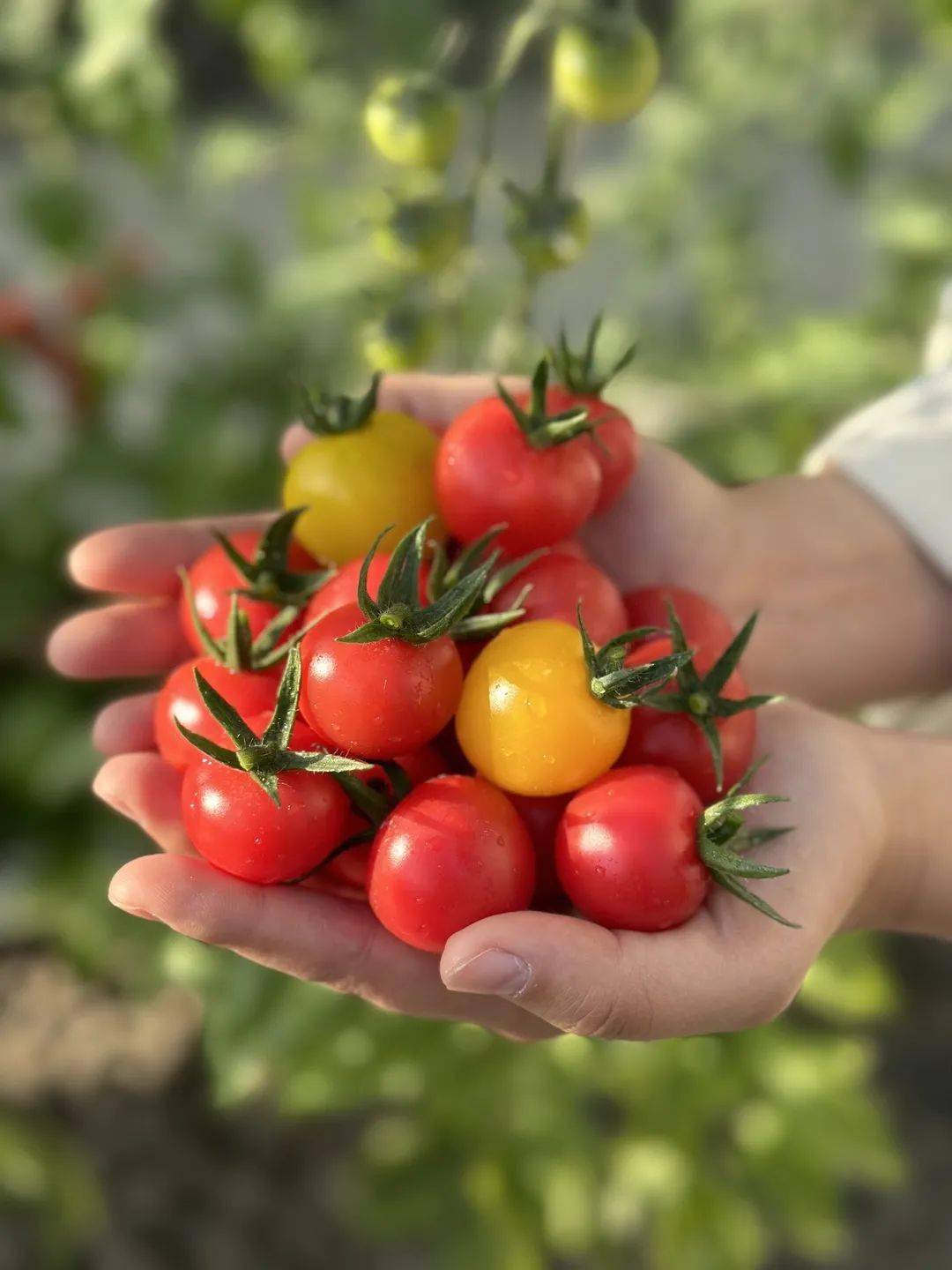 好甜!建德这个采摘小番茄的好地方,还有人不知道吗?