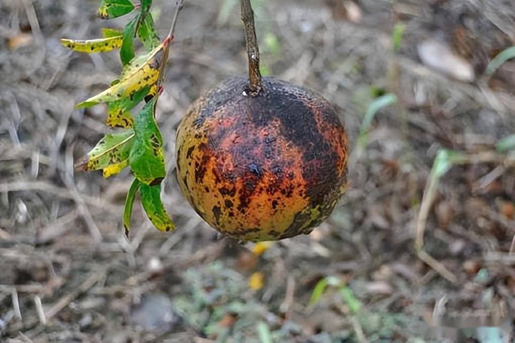 基金项目:(图文)石榴麻皮病的发生与防治_果实_危害_产区