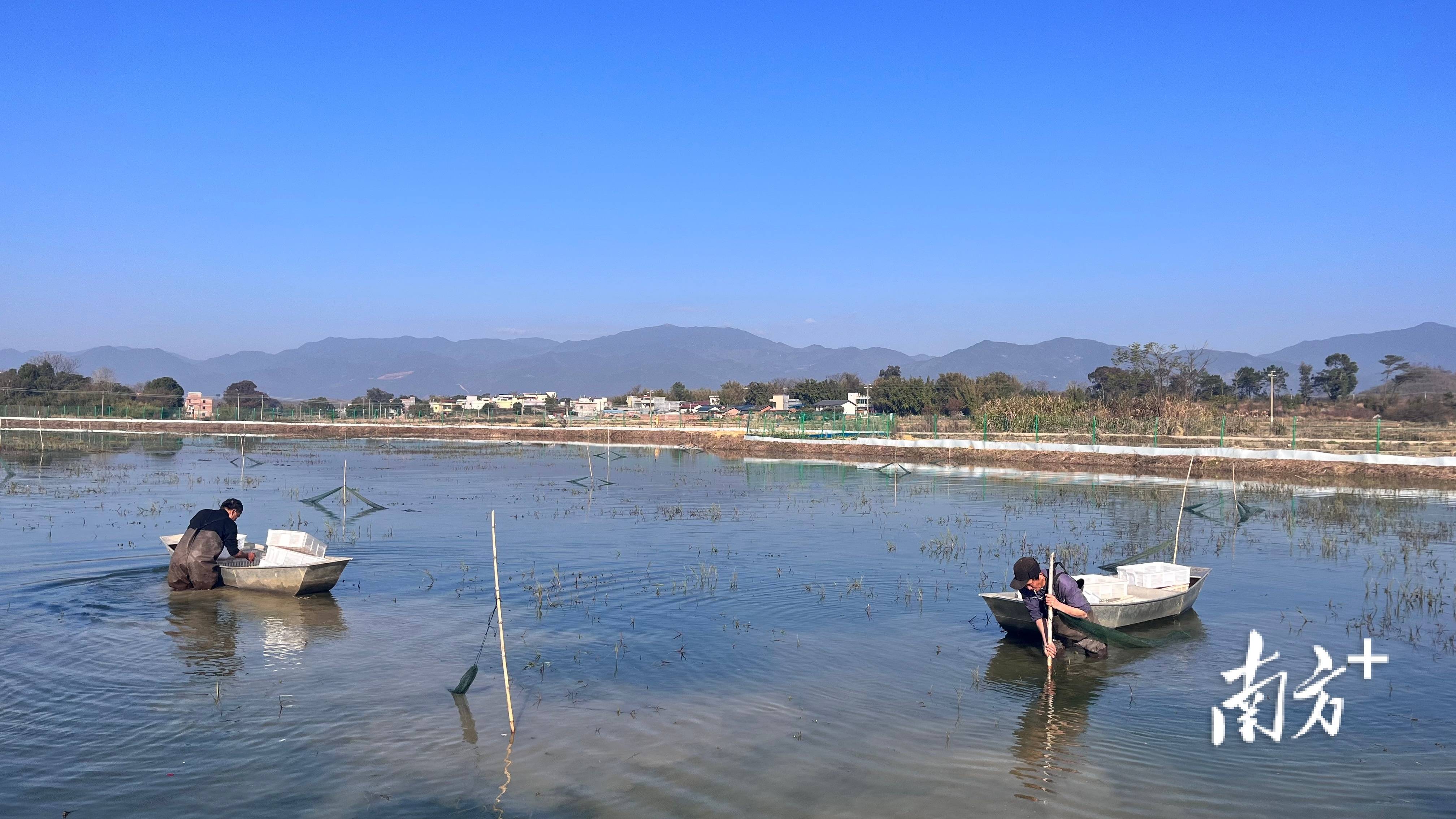 笔者走进三佳农业公园古市镇古市村窑塘小龙虾养殖基地,工人们一大早