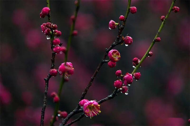 且留春意在心間25.含苞待放春心動26.雨綿紅瘦正當時27.