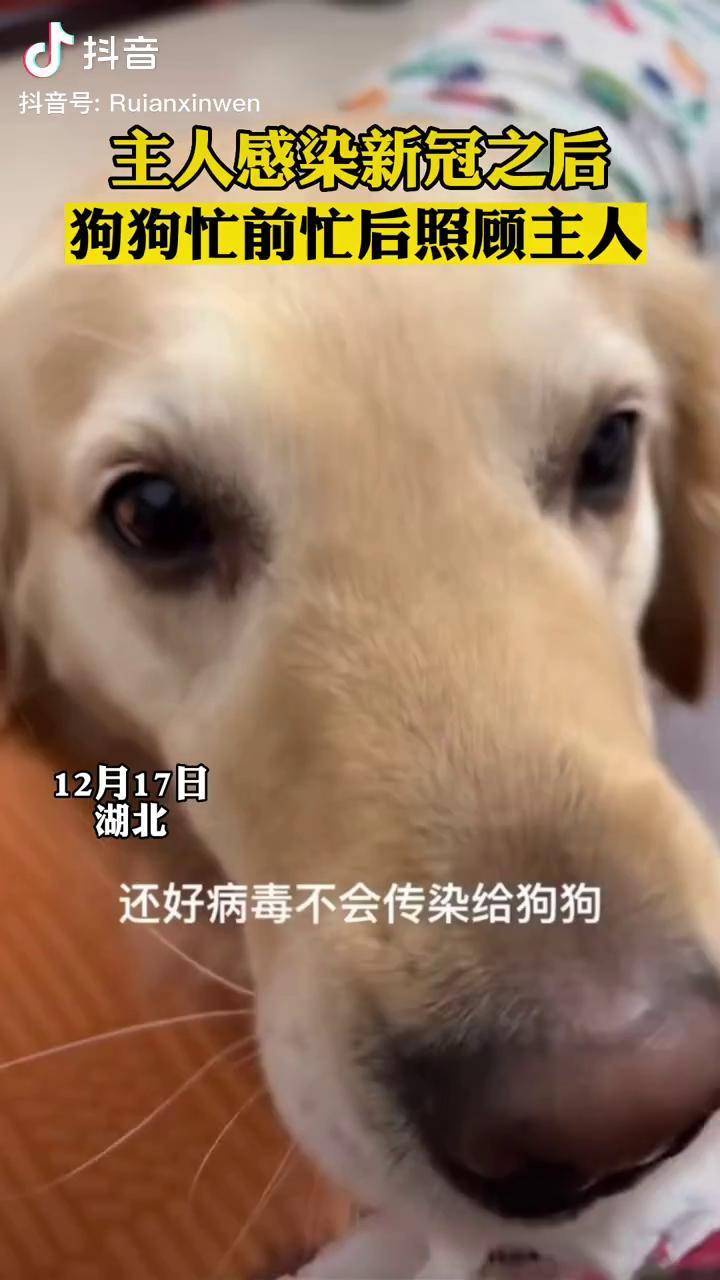 狗狗新冠图片