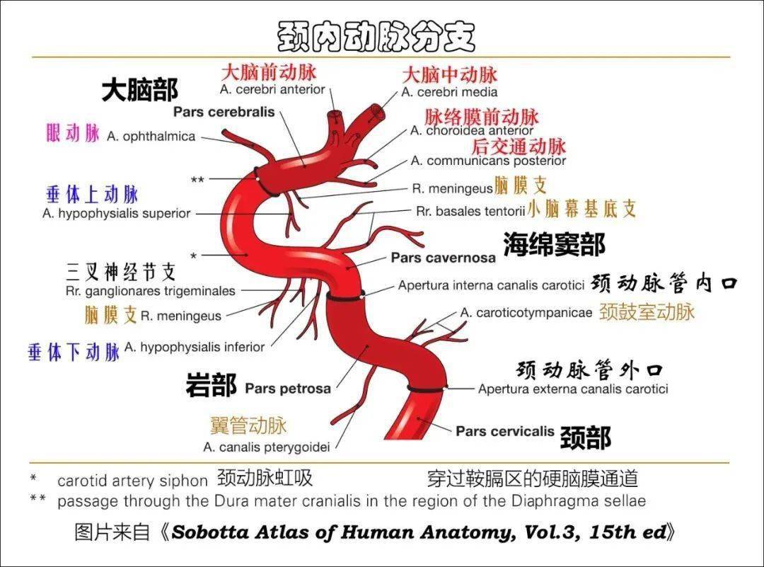 简单的颈内动脉(internal carotid artery,ica)解剖