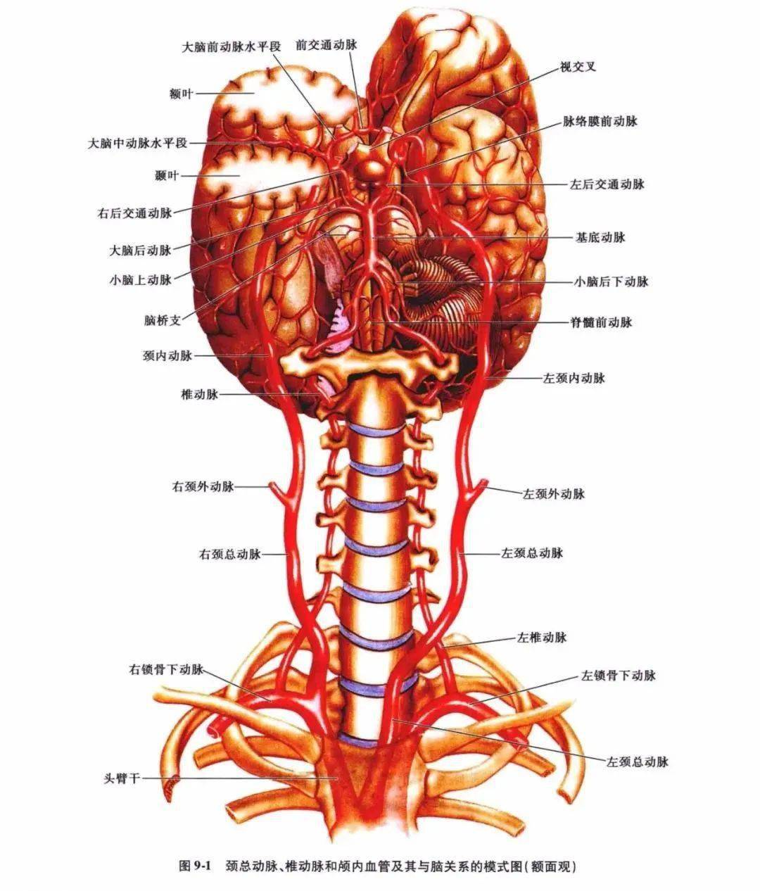从左心室射出的血液,依次经升主动脉,主动脉弓,无名动脉,右颈总动脉及