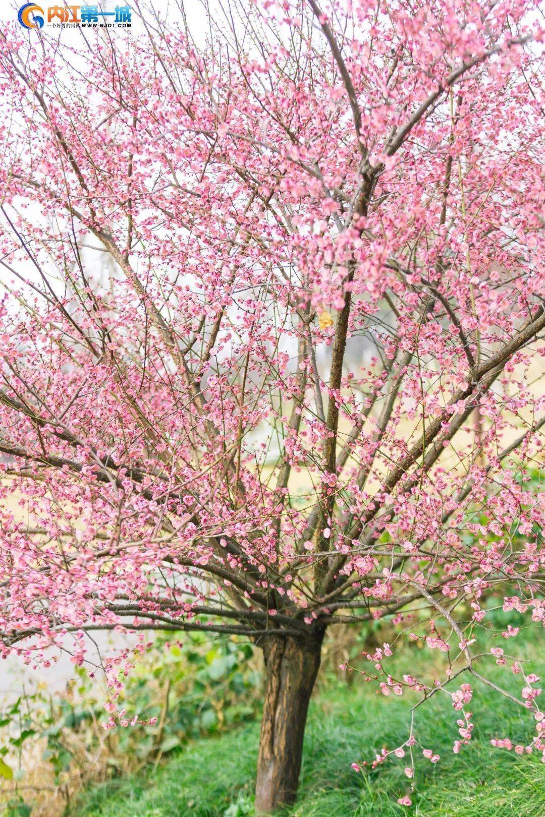 梅花树一年四季的变化图片