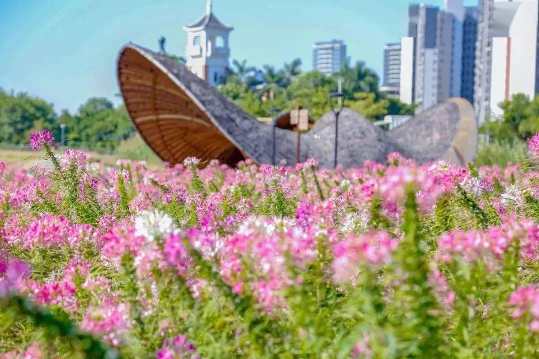 顺德大片花海上新,等你打卡!_北滘_顺峰山公园_虞美人