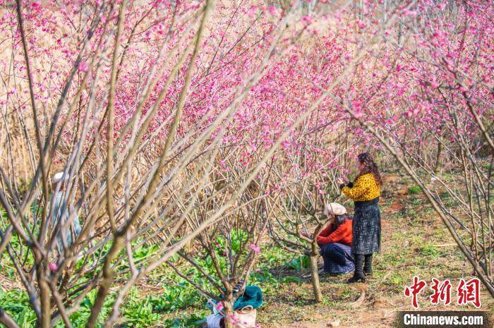 贵阳不雅山湖公园梅花盛开引客来