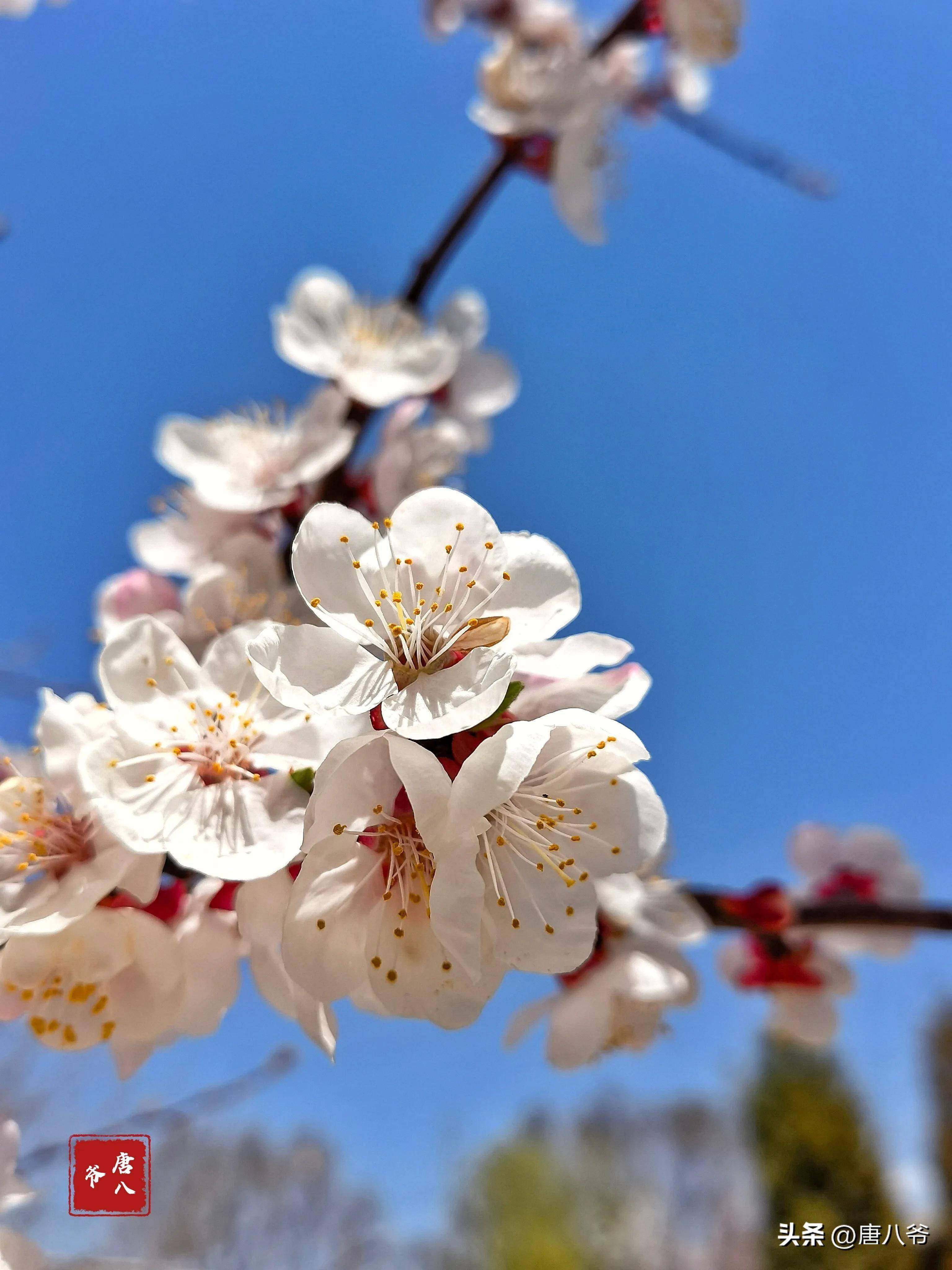 杏 今日 花