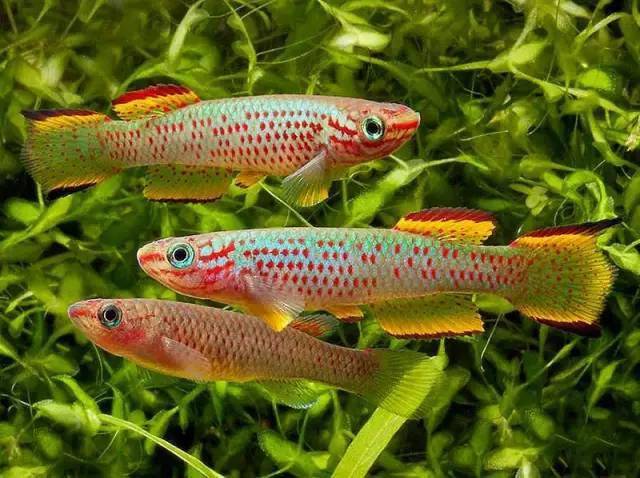 七彩稻田鱂27七彩蓝眼灯28三叉琴尾鱂29苏萨提辛普生鱂30五线鱂感谢