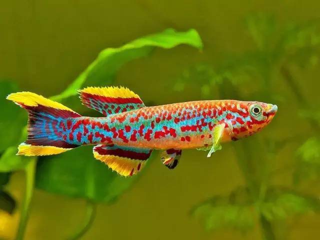 简单认识一下漂亮滴鳉科鱼!_黑珍珠_宝贝_体长