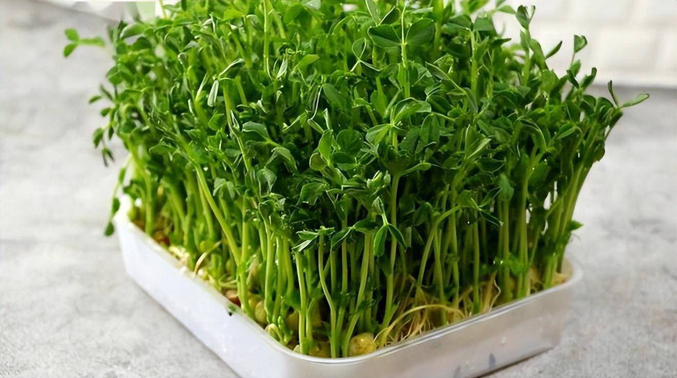 夏季时令是指哪几个月?