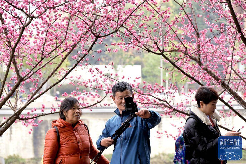 中国的花（中国花之王是哪一种花） 第13张